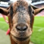 สมัครสมาชิกรับ 68 บาท slotxo234 เล่นง่ายได้เครดิทฟรี